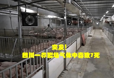 四川一養(yǎng)豬場發(fā)生化糞池氣體中毒事故，逸云天氣體檢測儀守護安全